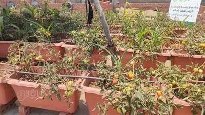 حياة كريمة: زراعة ١٠ أسطح منازل بزفتى لتحقيق الاكتفاء الذاتي للأسر الأولى بالرعاية