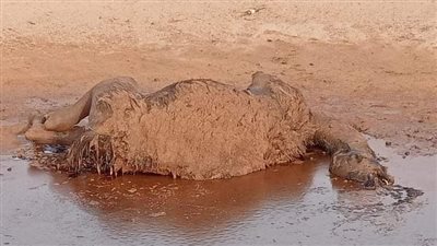 وزير البترول يطلب تقريرا عن أسباب نفوق إبل في مطروح 