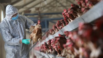 خبراء: أنفلونزا الطيور أخطر من كورونا ويهدد ملايين البشر
