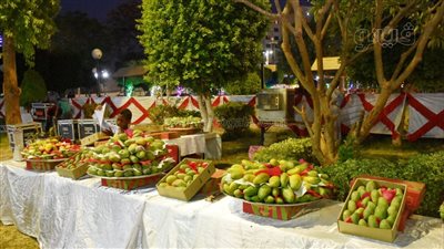 26 يونيو.. انطلاق مهرجان مانجو أسوان 2022 لتبني مشروع قومي لزيادة حجم الإنتاج 