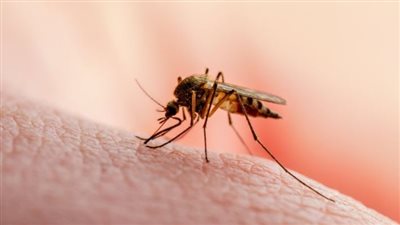 تفسير حلم الناموس في المنام وعلاقته بالمرض والهموم والأحزان 