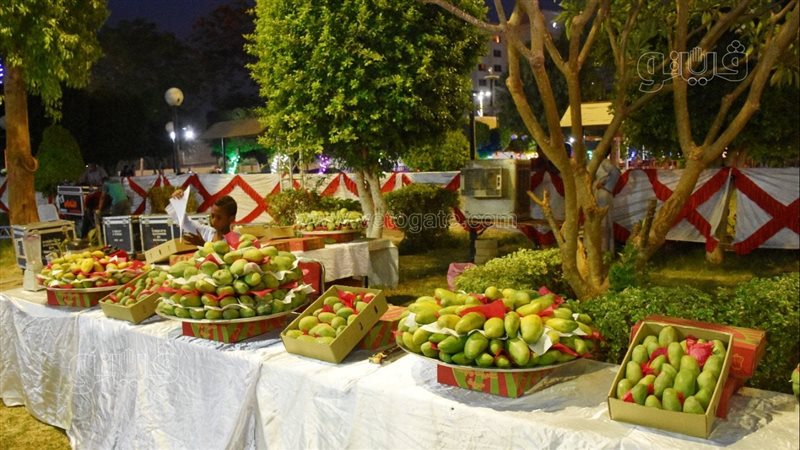 مهرجان مانجو أسوان