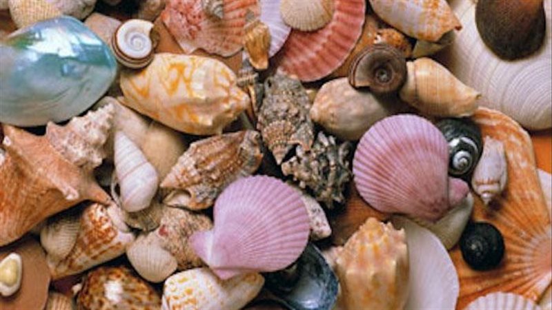 تفسير رؤية القواقع