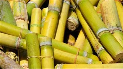 تفسير رؤية القصب في المنام وعلاقتها بالغدر وعدم الوفاء بالعهود