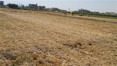 توريد 357 ألفا و422 طن قمح لشون وصوامع البحيرة