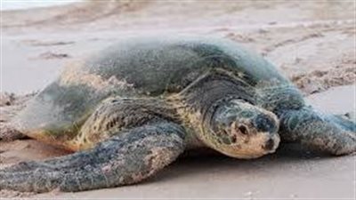 سلحفاة تعود لعمان بعد 31 عاما من إطلاقها في البرية |صور 