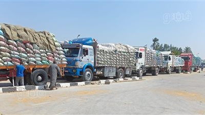 توريد 199 ألف طن قمح للشون والصوامع ببني سويف