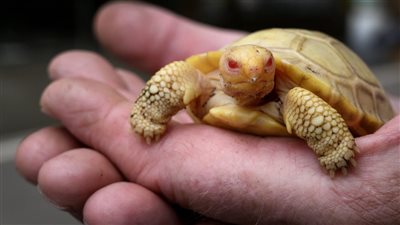 سويسرا تكشف عن سلحفاة نادرة | فيديو 