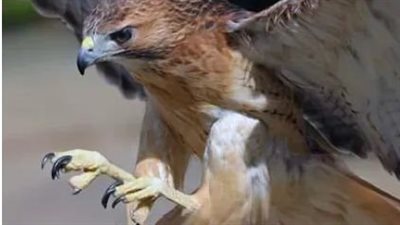 يستهدف الشقراوات فقط.. صقر يهدد النساء في اسكتلندا |صور 