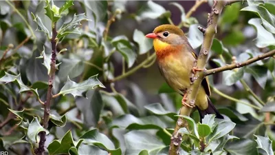 طائر يغير محل إقامته إلى الأبد بسبب المناخ