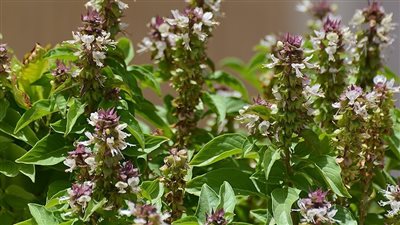 فوائد الريحان، يحمي من الجلطات وأمراض القلب 