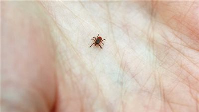 بعد 4 أيام من الاحتضار.. وفاة إيطالية بلدغة حشرة جراد