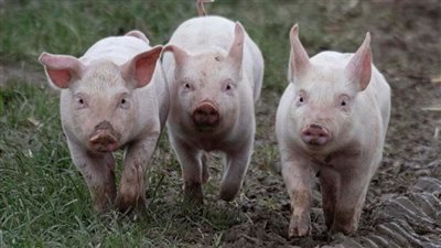 الصين تستنسخ الخنازير آليا دون تدخل بشري