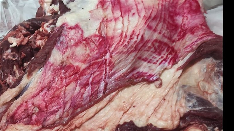  ضبط 12 طن لحوم فاسدة