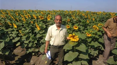 زراعة القنطرة شرق تنظم ندوة حقلية عن محصول عباد الشمس | صور