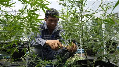 تايلاند تسمح لمواطنيها بزراعة الحشيش وتطلق سراح المتهمين