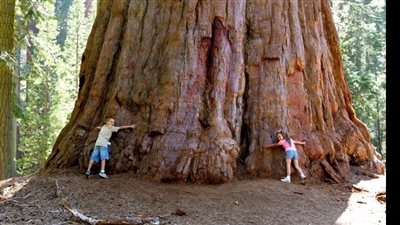 أين تقع أقدم شجرة في العالم ؟