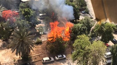 ارتفاع درجات الحرارة تتسبب في حريق النخيل بسوهاج|فيديو 