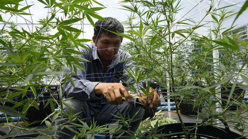 مواطن يزرع القنب