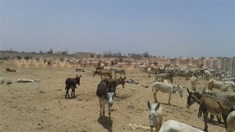 مزرعة الحمير 