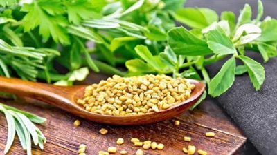 فوائد الحلبة للصحة تعالج قرحة المعدة وتقوي الذاكرة