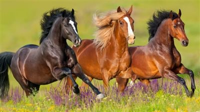 شاهد رد فعل نبيل من الخيول بعد اقتراب طفل صغير منها