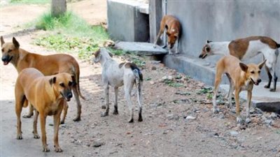 دار الإفتاء عن حكم قتل القطط والكلاب الضالة المؤذية؟.. جائز بهذه الشروط