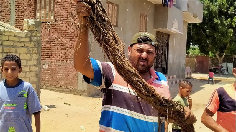 جذور الأشجار المستخرجة