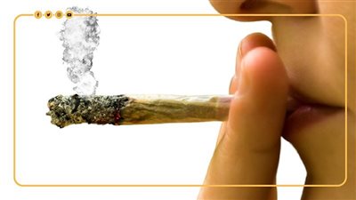 الحشيش في المرتبة الأولى.. ترتيب سموم الكيف عند المصريين | انفو جراف 
