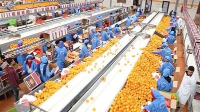 3.5 مليون طن إجمالي صادرات مصر الزراعية بداية من 2022