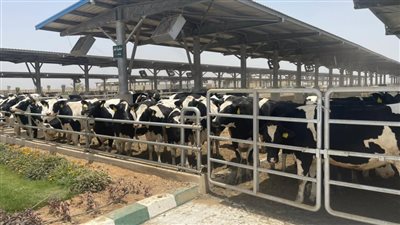معلومات عن مزرعة الإنتاج الحيواني النموذجية بغرب المنيا