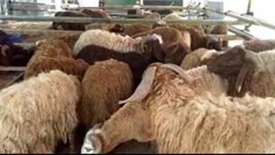 تفاصيل حجز أضاحي وزارة الزراعة 2022