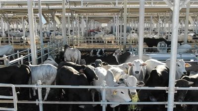 5000 رأس حلاب و3000 رأس تسمين.. طاقة إنتاجية لمجمع الإنتاج الحيواني بالسادات