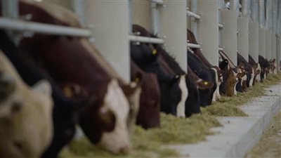 تعرف على المركز العلمى بمجمع الإنتاج الحيواني والألبان بمدينة السادات