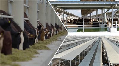 مجمع الإنتاج الحيواني بالسادات.. يهدف لتنمية الثروة الحيوانية.. تبلغ الطاقة الاستيعابية 5000 رأس حلاب.. والطاقة الإنتاجية 1.5 طن لحوم حية باالدورة