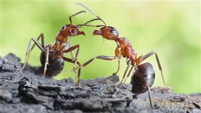 تفسير حلم قتل النمل في المنام وعلاقته بزوال الهموم وانفراج الكروب