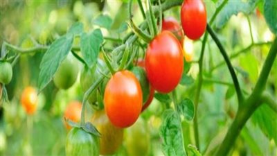 يوسفي عديم بذور وخوخ مبطط، زراعة الجيزة تنظم ندوة عن دور الطفرات في تطوير المحاصيل