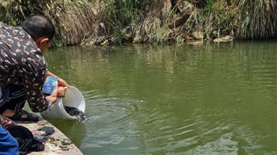 إلقاء 250 ألف زريعة سمك بلطي بفرع النيل في الدقهلية