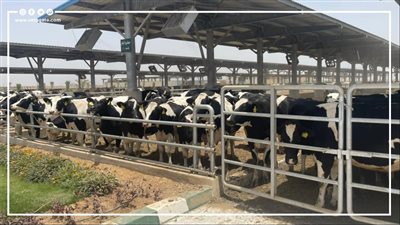 مجمع السادات.. الطريق السريع للاكتفاء الذاتي من اللحوم والألبان | إنفوجراف 