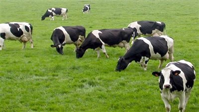 الزراعة: حققنا 60% اكتفاء ذاتي من اللحوم | فيديو