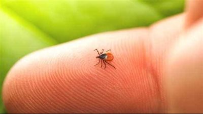 لايم.. مرض شبيه بالإنفلونزا ينتشر في أوروبا.. اعرف التفاصيل