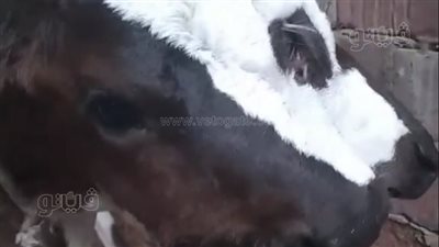 ولادة نادرة لعجل بـ 3 عيون وفكين ولسانين بالغربية.. والطب البيطري يعلق|صور