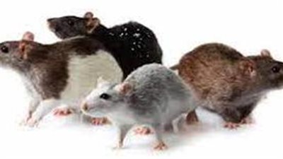 معنى رؤية الفئران في المنام وعلاقته بالحقد والغيبة والنميمة 