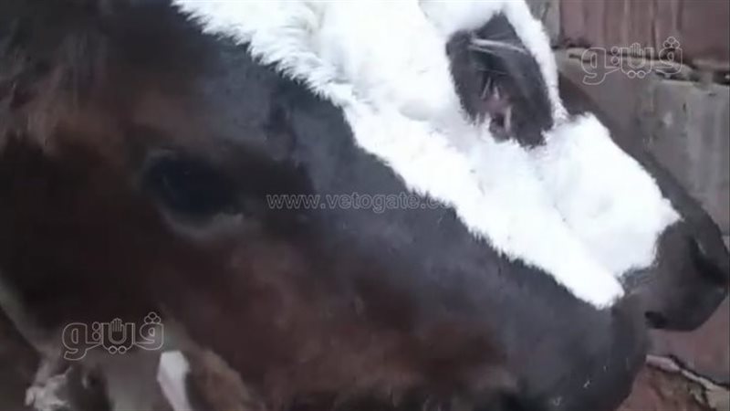 ولادة نادرة لعجل
