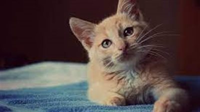 تفسير حلم القطة في المنام وعلاقته بالمكر والخبث والخداع 