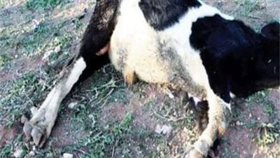 قانوني يوضح العقوبة القانونية المتوقعة على 3 متهمين بذبح ماشية نافقة في أسيوط