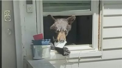 سيدة تتفاجأ بضيف غير متوقع في منزلها.. وهذا ما فعلته | فيديو