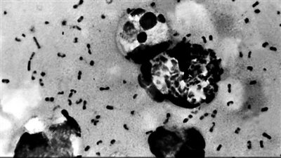 علماء يكتشفون أصل 