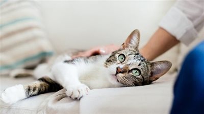 باحثون: يمكن لفيروس كورونا أن ينتقل من القطط إلى البشر