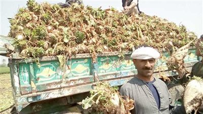 بدء موسم حصاد البنجر في مشروع غرب غرب المنيا 